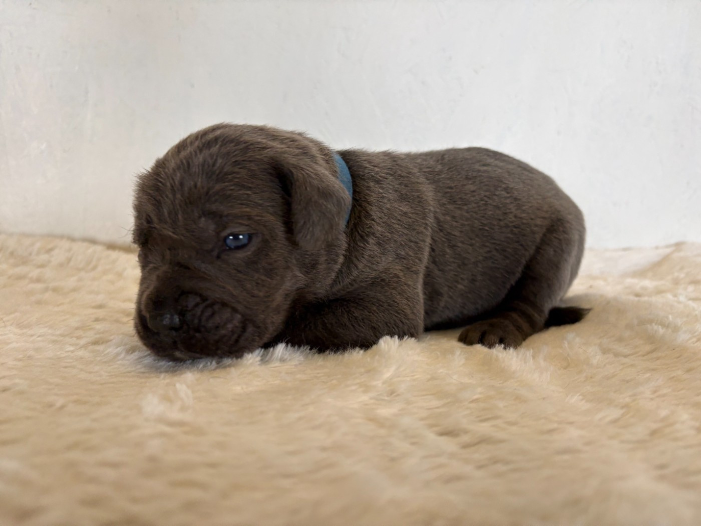 Arvernmolosse - Chiots disponibles - Cane Corso