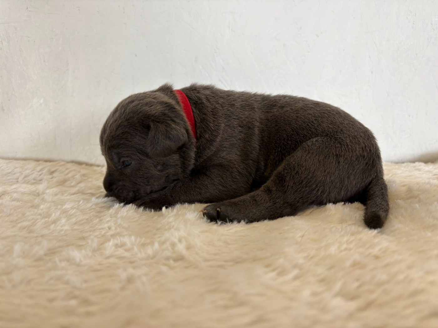 Arvernmolosse - Chiots disponibles - Cane Corso