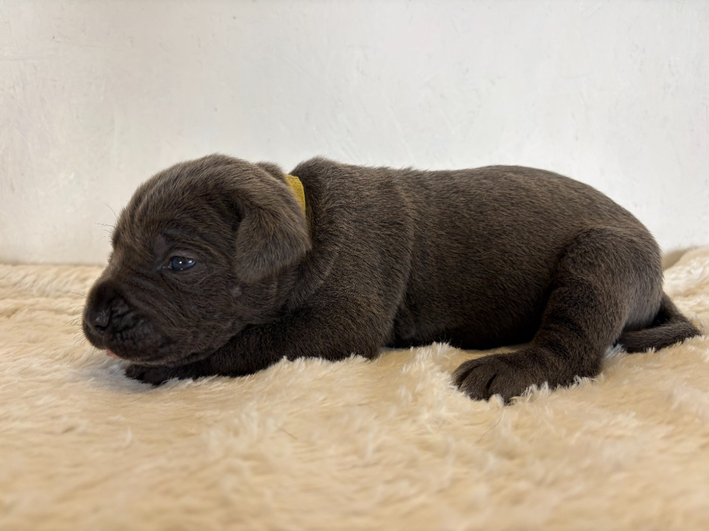 Arvernmolosse - Chiots disponibles - Cane Corso