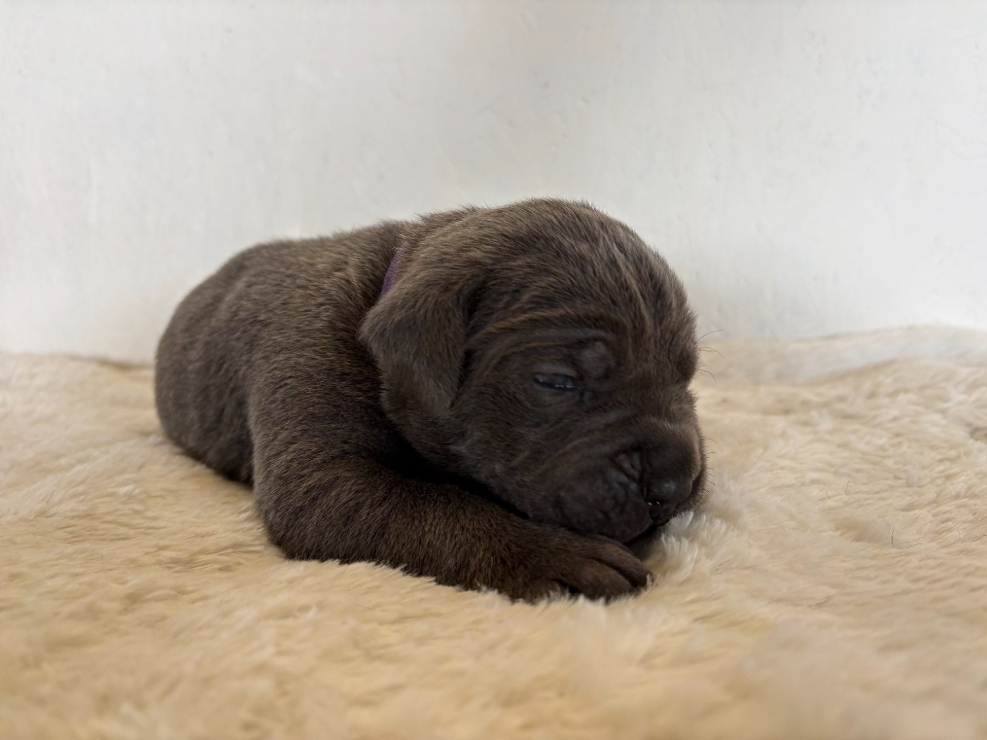 Arvernmolosse - Chiots disponibles - Cane Corso