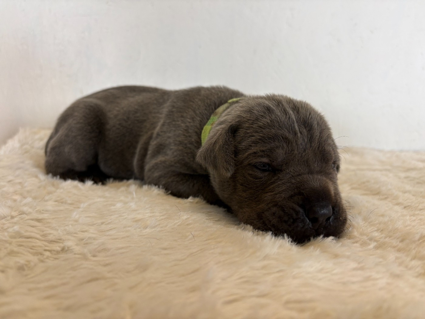 Arvernmolosse - Chiots disponibles - Cane Corso