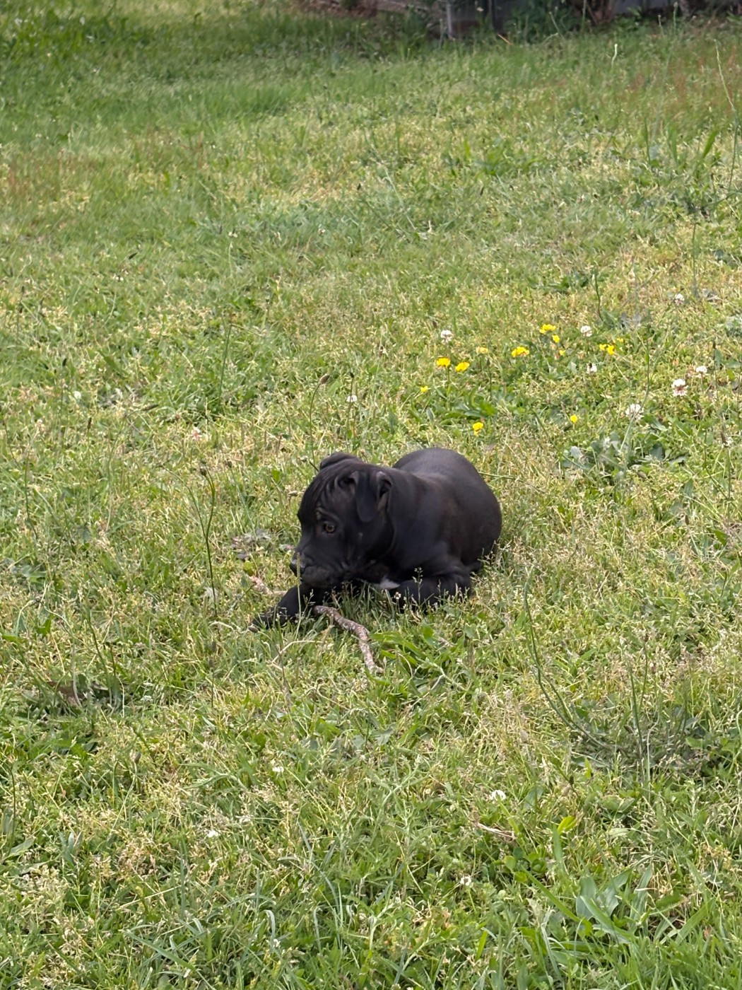Arvernmolosse - Chiots disponibles - Staffordshire Bull Terrier