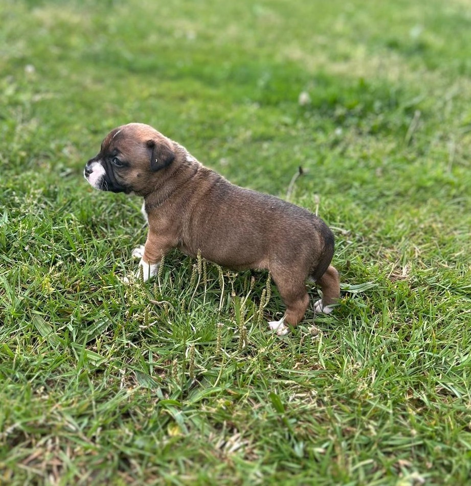 Arvernmolosse - Staffordshire Bull Terrier - Portée née le 11/04/2026