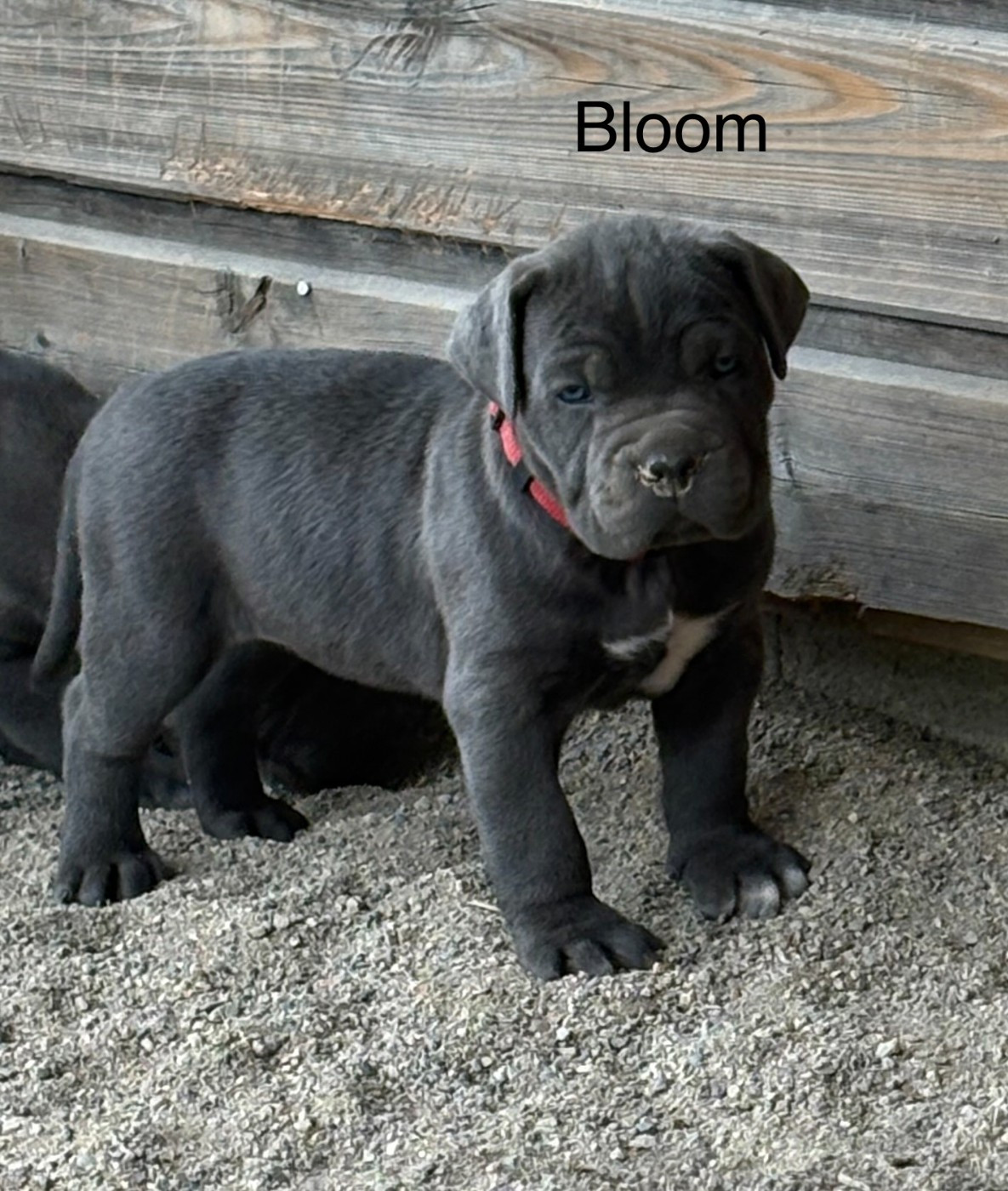 Arvernmolosse - Cane Corso - Portée née le 16/04/2026