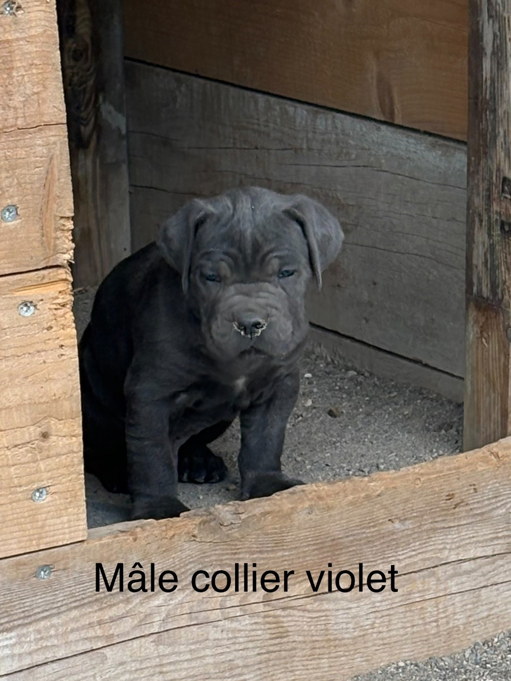 Arvernmolosse - Chiots disponibles - Cane Corso