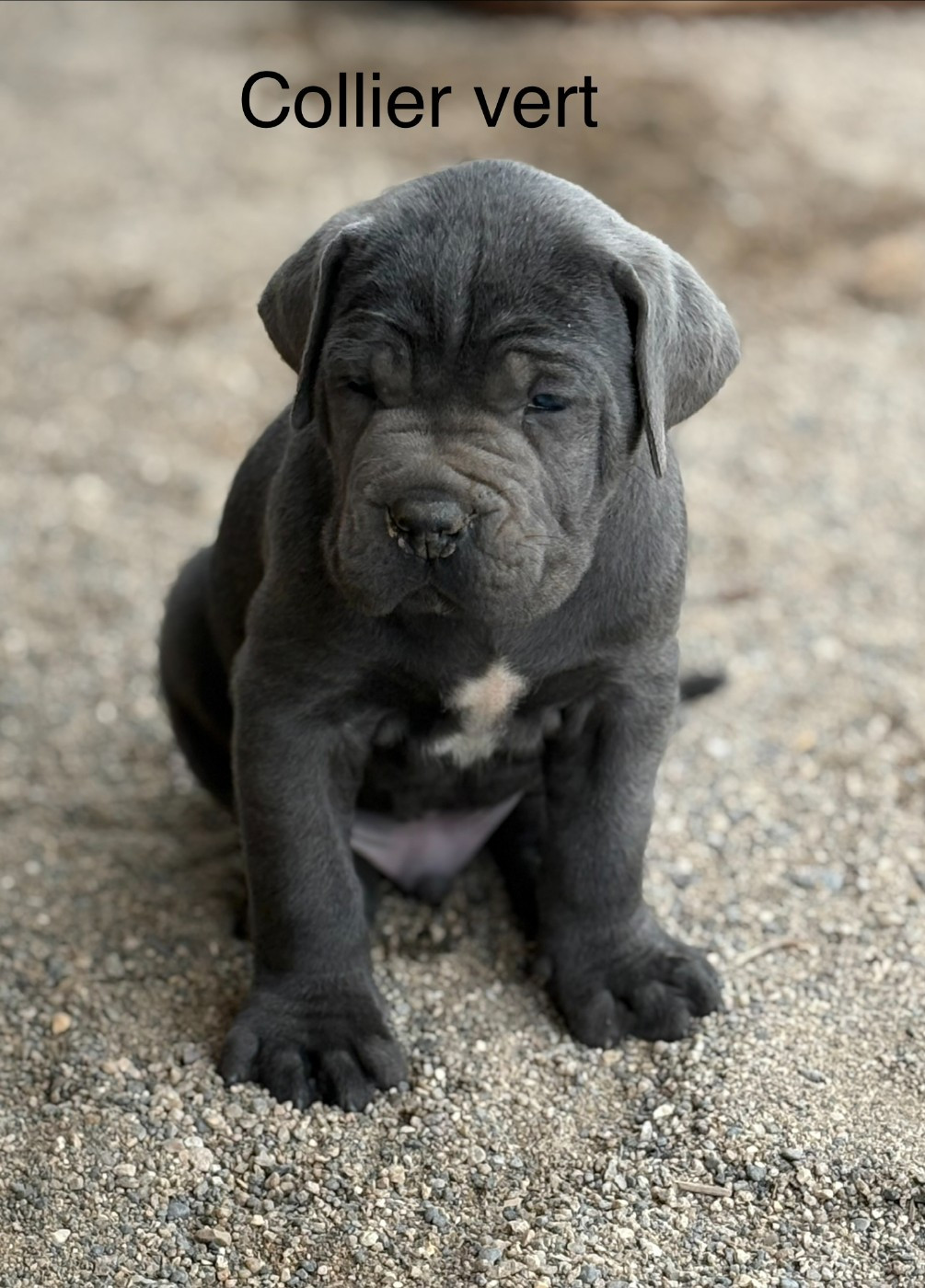 Arvernmolosse - Chiots disponibles - Cane Corso