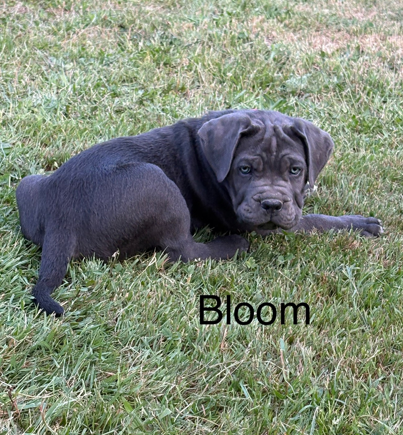 Arvernmolosse - Cane Corso - Portée née le 16/04/2026
