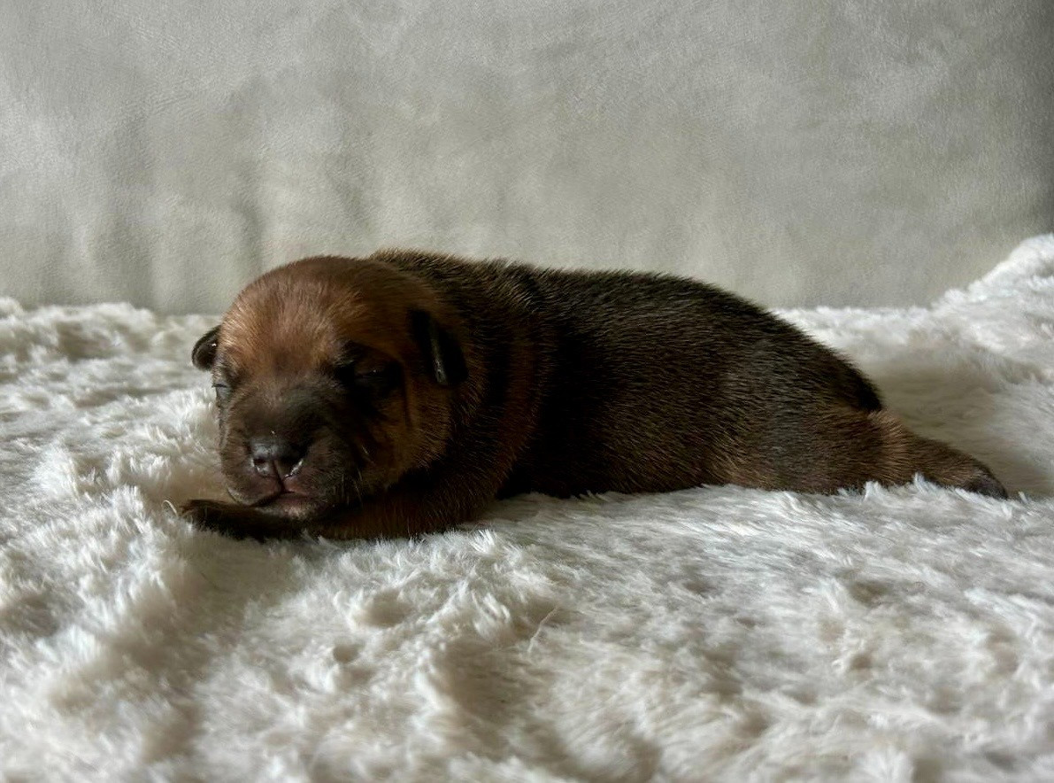 Arvernmolosse - Chiots disponibles - Staffordshire Bull Terrier