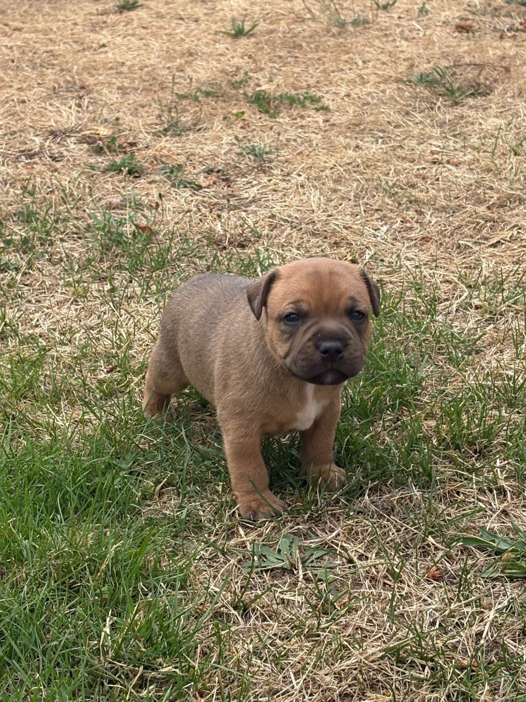 Arvernmolosse - Staffordshire Bull Terrier - Portée née le 16/07/2026