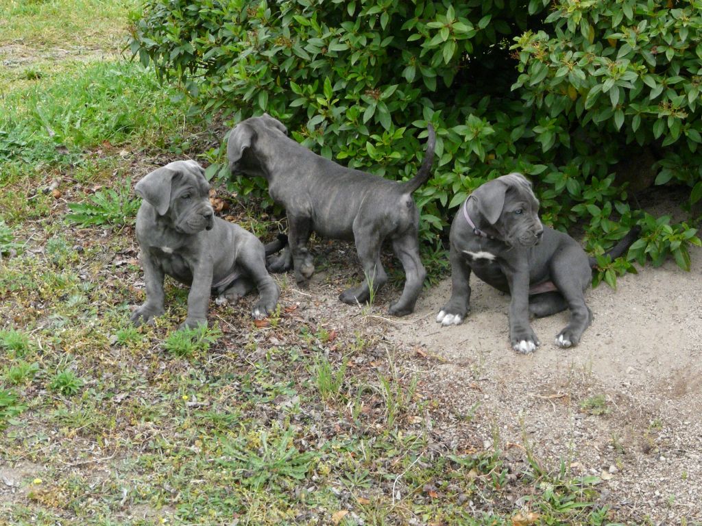 Arvernmolosse - Cane Corso - Portée née le 18/03/2022