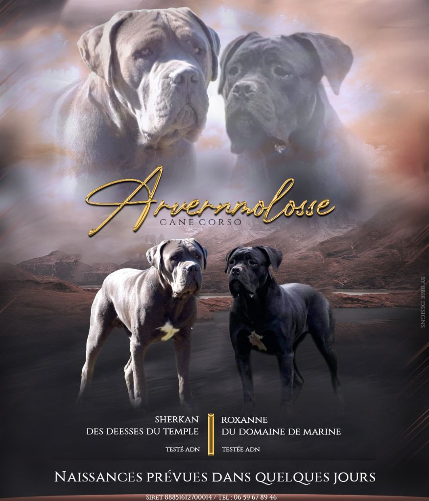 Arvernmolosse - Cane Corso - Portée née le 31/03/2023