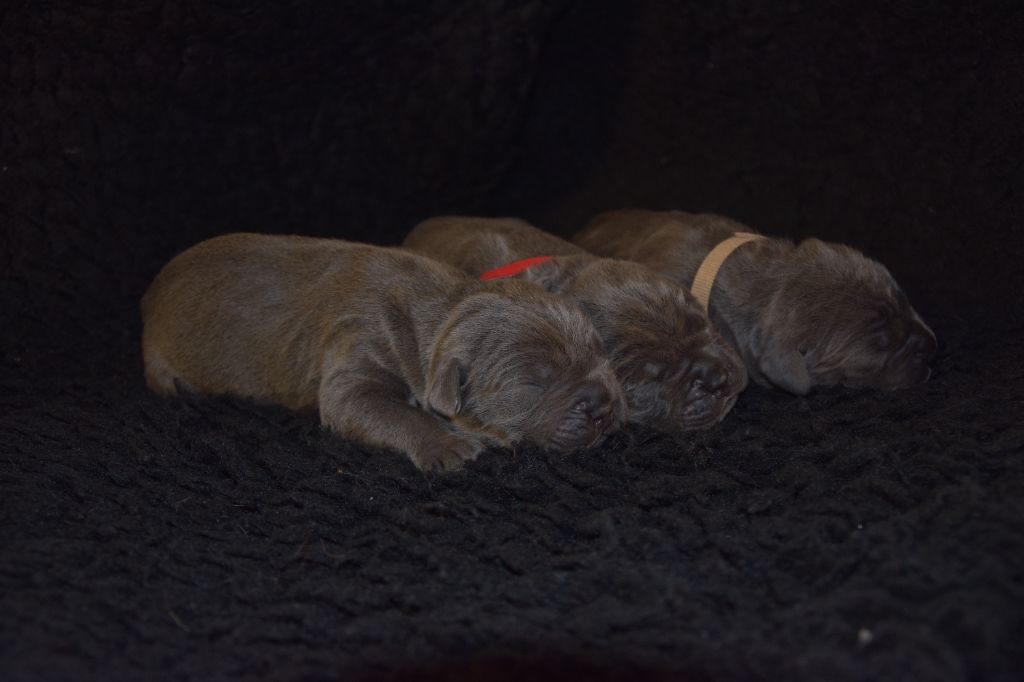 Arvernmolosse - Cane Corso - Portée née le 14/10/2022
