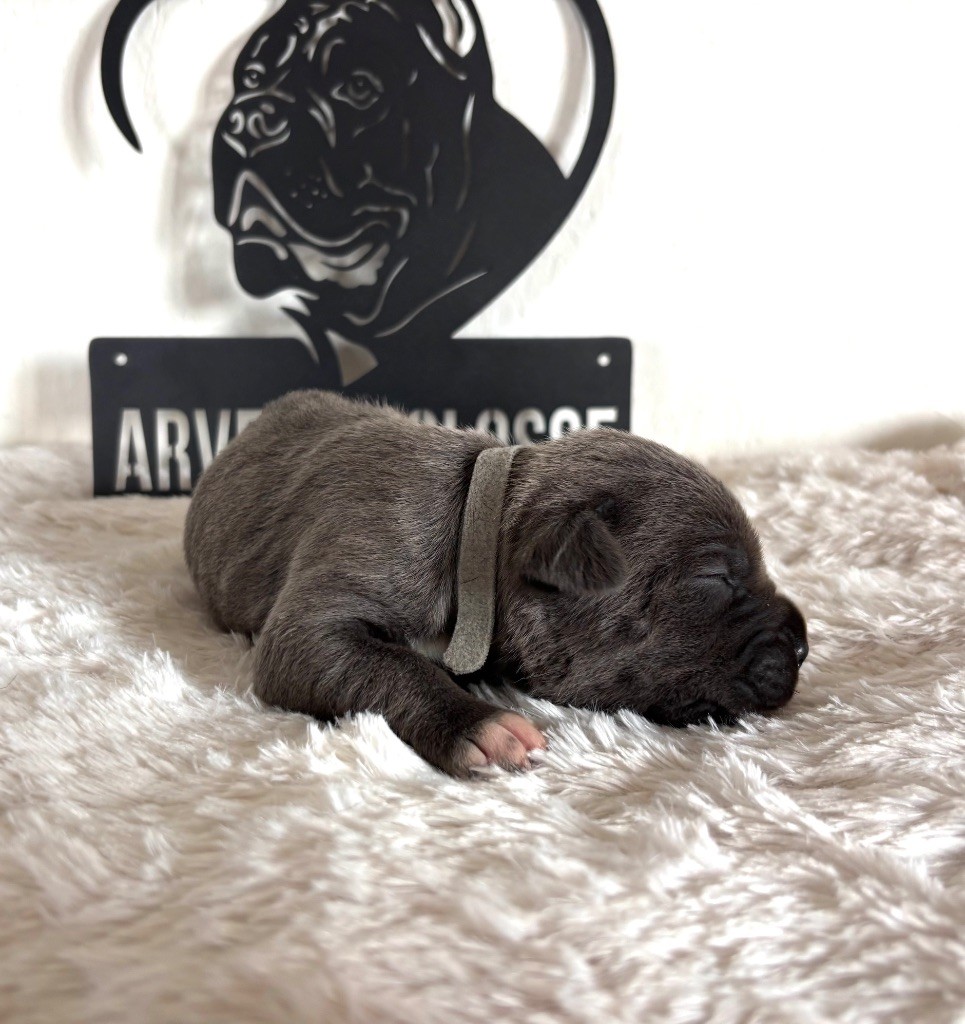 Arvernmolosse - Chiots disponibles - Cane Corso