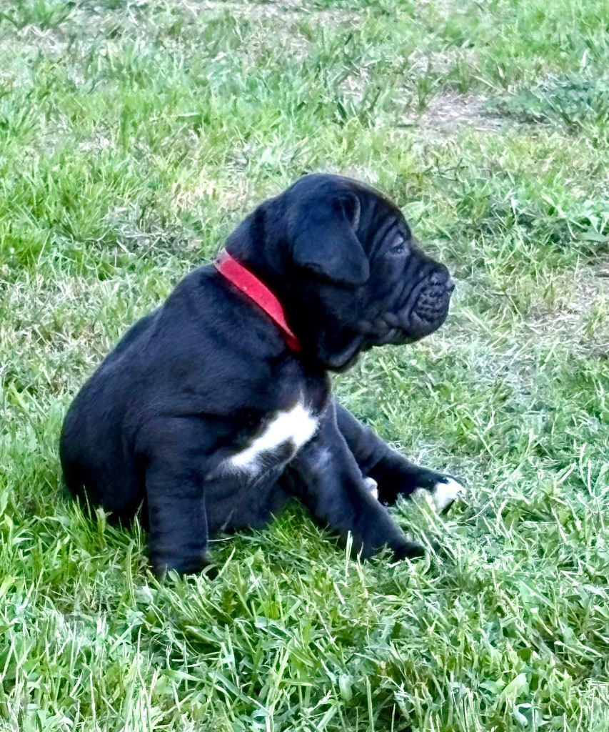 Arvernmolosse - Chiots disponibles - Cane Corso