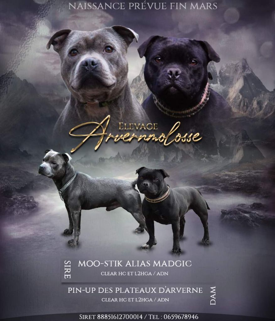Arvernmolosse - Staffordshire Bull Terrier - Portée née le 27/03/2023