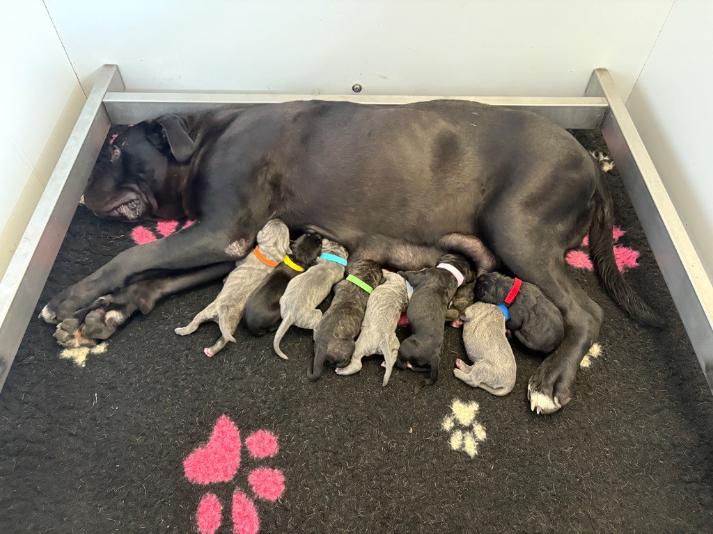 Arvernmolosse - Cane Corso - Portée née le 13/08/2025