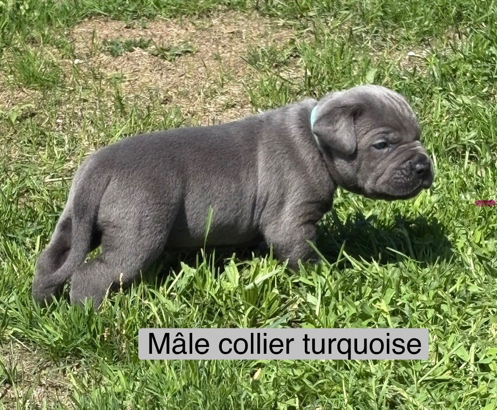 Arvernmolosse - Chiots disponibles - Cane Corso