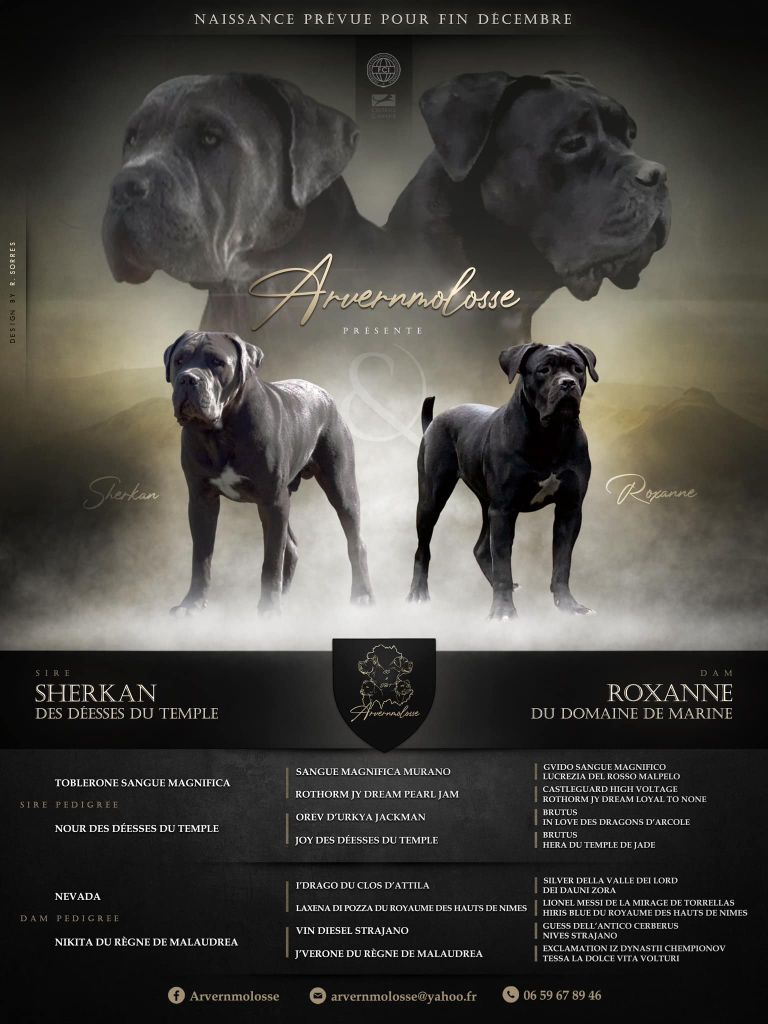 Chiot Cane Corso Arvernmolosse